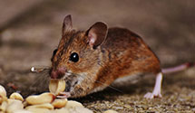 24 Hour & Emergency Exterminators in Spar City, CO